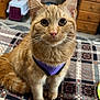 cat, orange_tabby, pet_harness, indoor, blanket, patterned, furniture, dresser, pet_carrier, floor, whiskers, ears, curious, sitting, domestic_cat, feline, closeup, cute, animal, household
