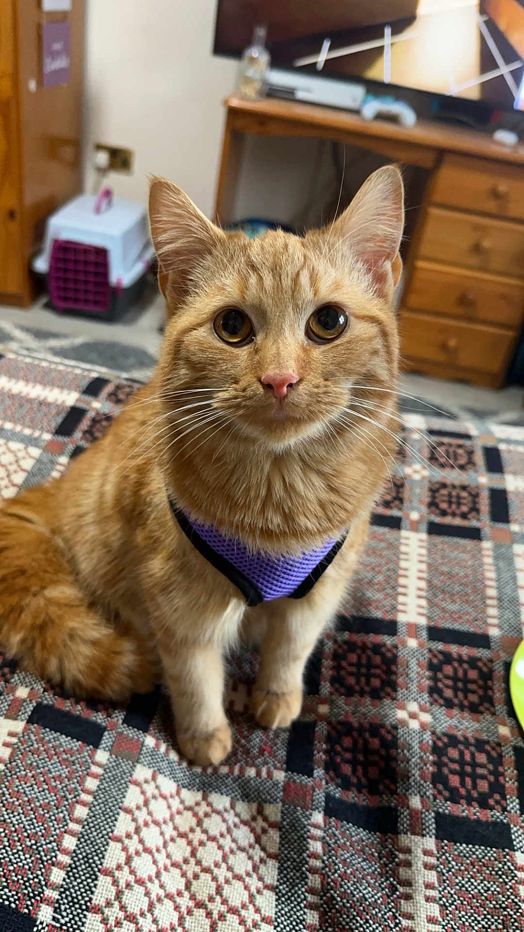Floki is registered to the contest to win money with this photo: cat, orange_tabby, pet_harness, indoor, blanket, patterned, furniture, dresser, pet_carrier, floor, whiskers, ears, curious, sitting, domestic_cat, feline, closeup, cute, animal, household