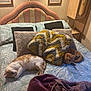 Floki joined the competition — help win amazing prizes! cat, bed, pillow, blanket, indoor, feline, sleeping, resting, cozy, home, fabric, pattern, orange_cat, white_cat, headboard, wall_art, nightstand, lamp, wood, comfort