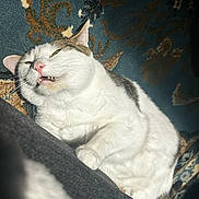 Jupiter is registered to the contest to win money with this photo: animal, cat, closeup, comfort, cozy, cute, feline, fur, gray_cat, indoor, mouth_open, patterned_fabric, pet, relaxed, resting, sleepy, sunlight, teeth, texture, white_cat