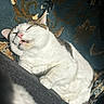 animal, cat, closeup, comfort, cozy, cute, feline, fur, gray_cat, indoor, mouth_open, patterned_fabric, pet, relaxed, resting, sleepy, sunlight, teeth, texture, white_cat