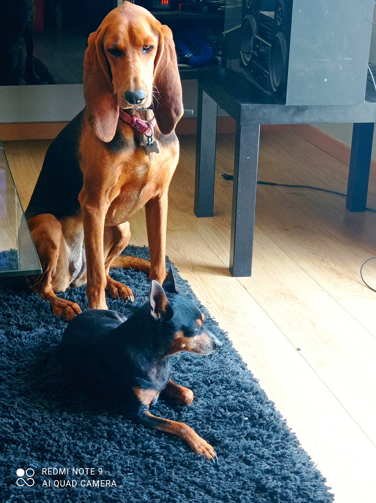 Réglisse a rejoint le concours — aidez-le/la à gagner de superbes lots ! canidae, carnivore, companion_dog, dog, dog_breed, dog_supply, drawer, electric_blue, fawn, flooring, hardwood, hound, liver, mammal, pet_supply, shadow, sporting_group, tail, vertebrate, wood