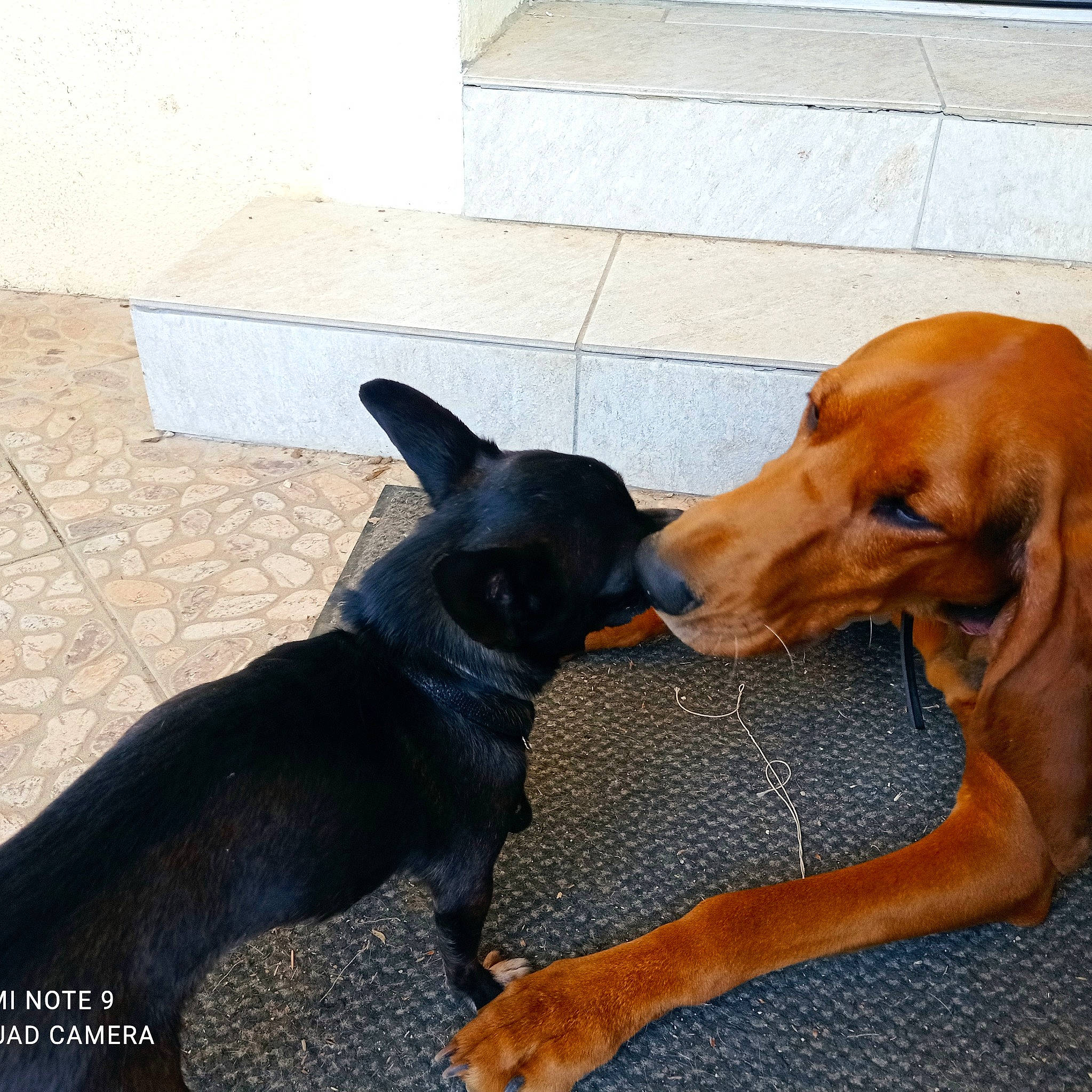 Réglisse participe au concours pour gagner de l'argent avec cette photo : canidae, carnivore, collar, comfort, companion_dog, dog, dog_breed, dog_collar, ear, fawn, flooring, hardwood, liver, paw, pet_supply, snout, sporting_group, tail, toy_dog, working_animal