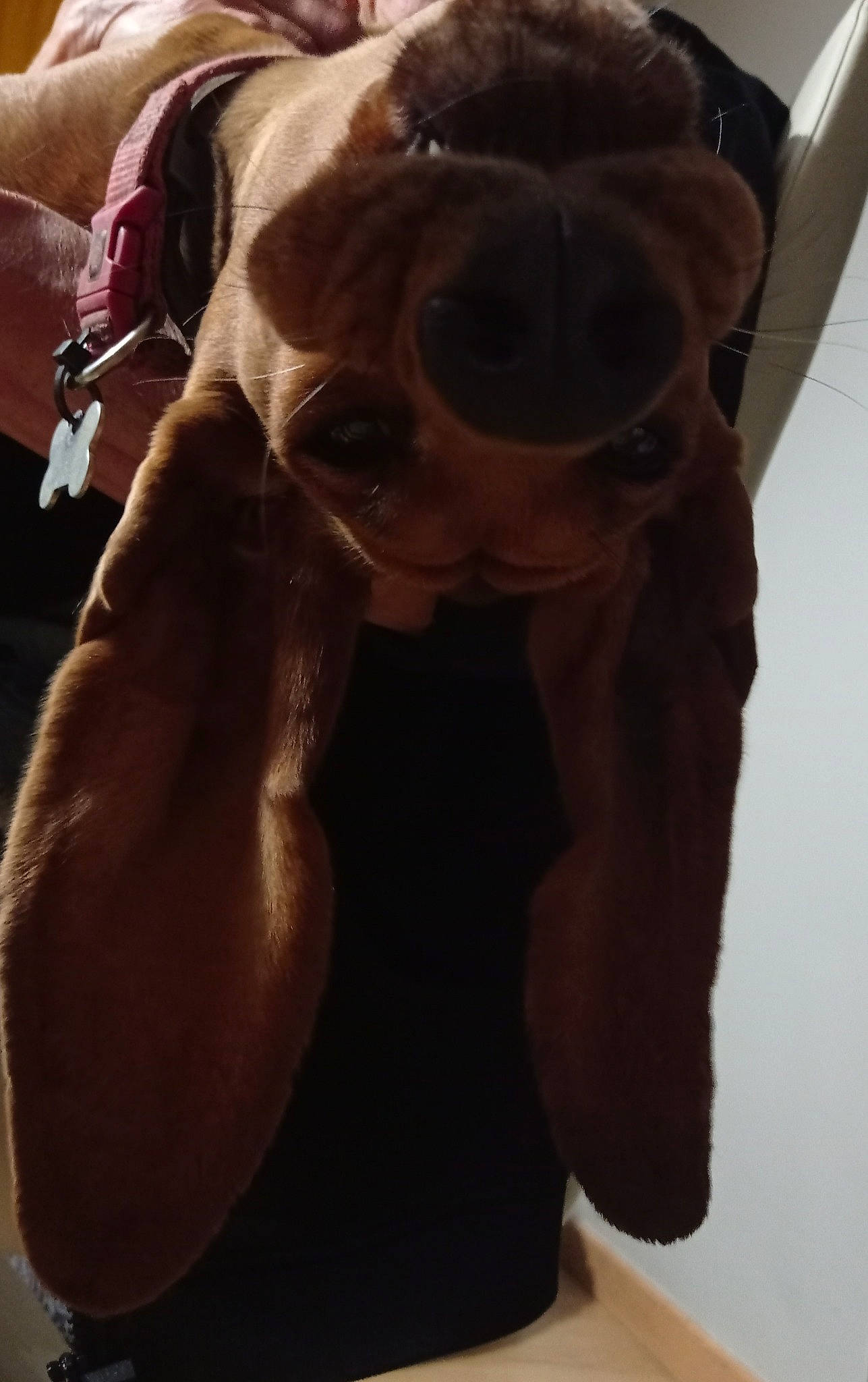 Réglisse participe au concours pour gagner de l'argent avec cette photo : canidae, carnivore, chest, companion_dog, dog, dog_breed, eyewear, fawn, fur, gesture, jaw, liver, selfie, sleeve, sleeveless_shirt, snout, sporting_group, sunglasses, working_animal, wrinkle