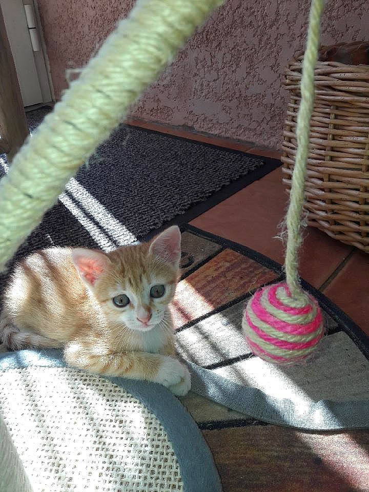 Roxy participe au concours pour gagner de l'argent avec cette photo : carnivore, cat, domestic_short_haired_cat, fashion_accessory, fawn, felidae, fur, pattern, paw, pet_supply, porch, small_to_medium_sized_cats, snout, tail, textile, thread, whiskers, window, wood, wool