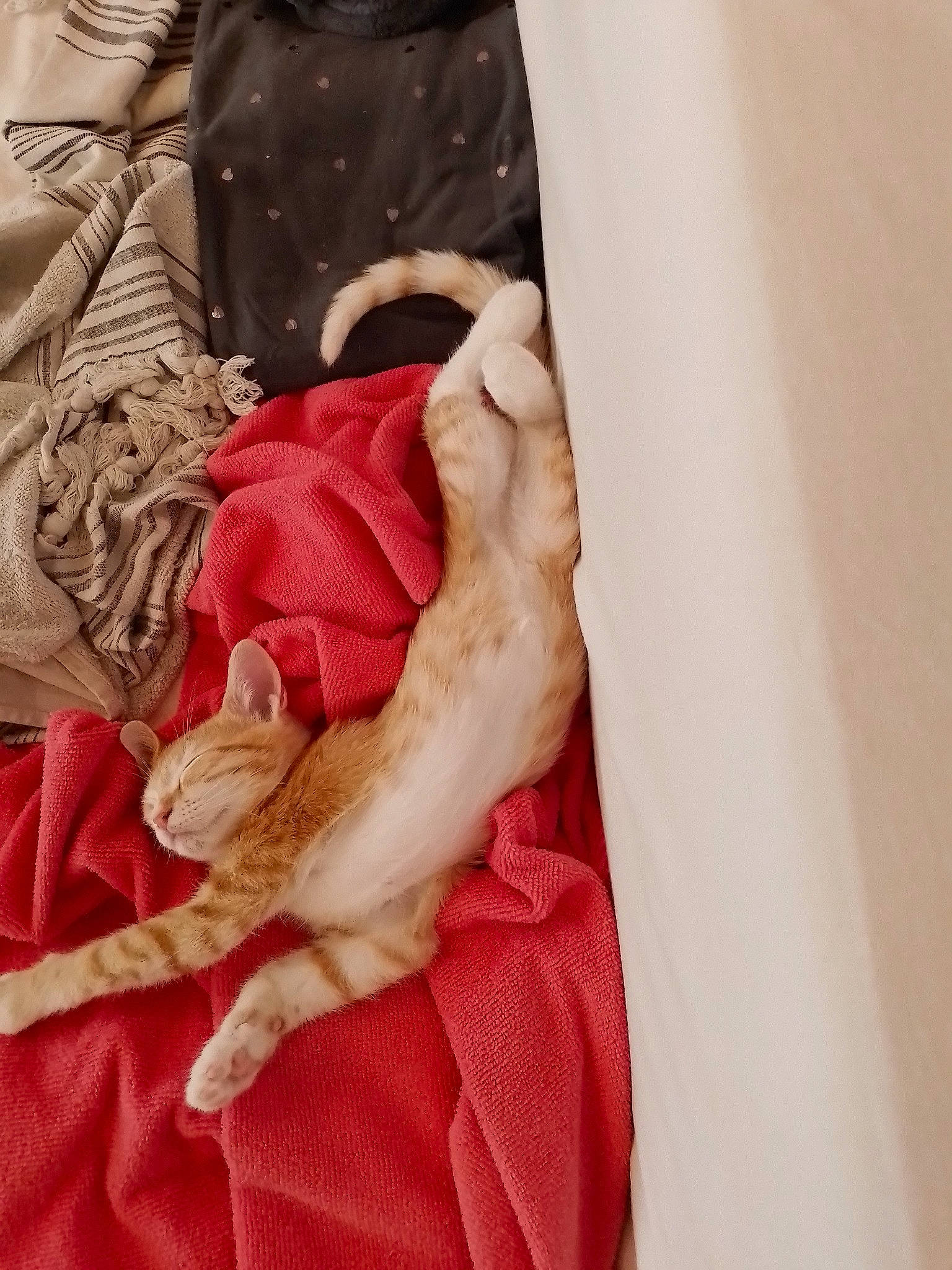 Roxy a rejoint le concours — aidez-le/la à gagner de superbes lots ! carmine, comfort, dress, fashion_accessory, fashion_design, formal_wear, gesture, human_leg, linens, magenta, nail, pattern, peach, sleeve, t_shirt, thigh, vintage_clothing, waist, window, wrist