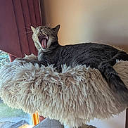 Grey joined the competition — help win amazing prizes! animal, cat, cozy, curtain, daylight, fluffy_bed, furniture, gray, indoor, pet, relaxed, resting, soft, tabby, tail, teeth, tongue, whiskers, window, yawning