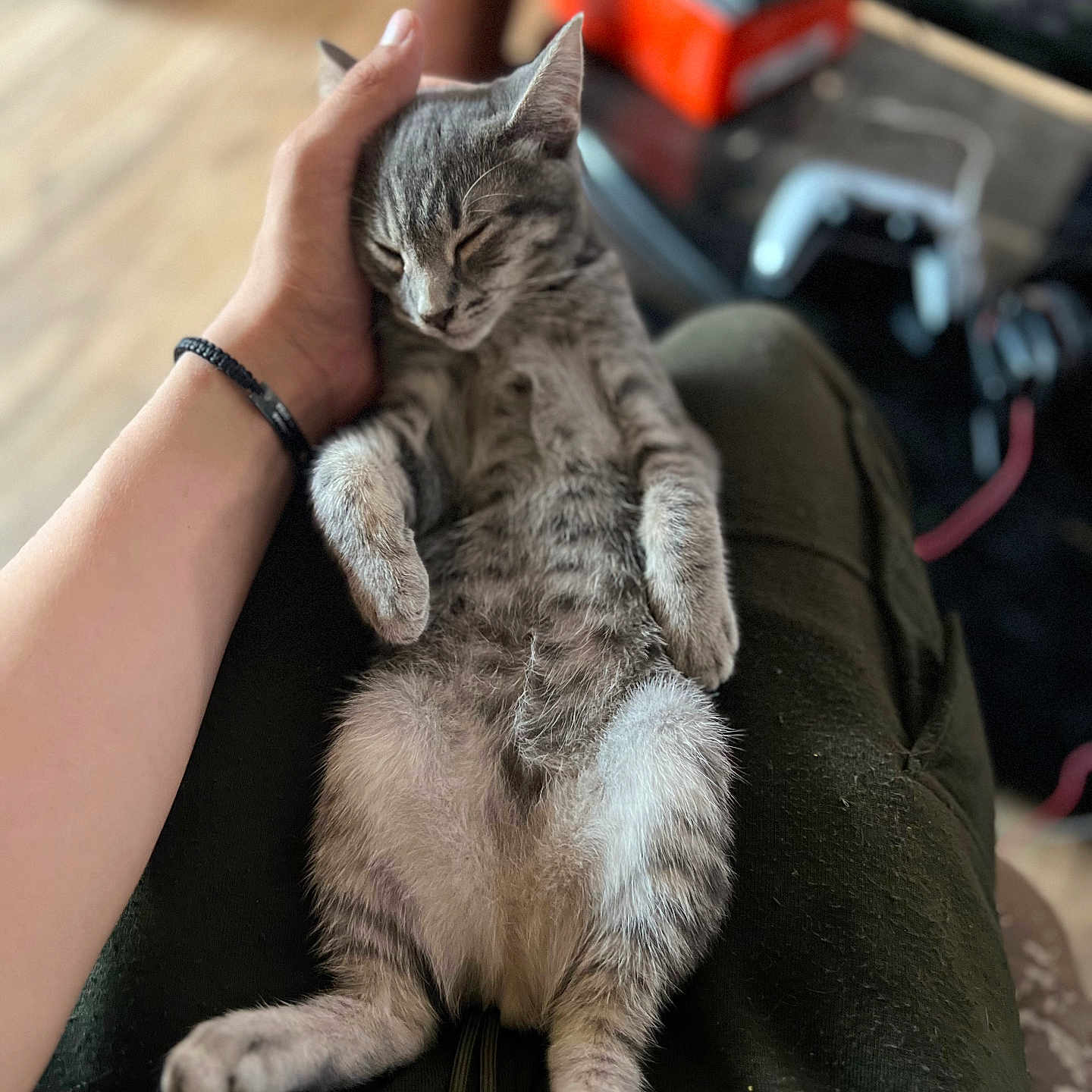 Zeus is registered to the contest to win money with this photo: abyssinian, accessories, animal, bodypart, bracelet, cat, chair, clothing, couch, egyptiancat, finger, furniture, hand, jewelry, kitten, manx, person, pet, sleeping, wristwatch