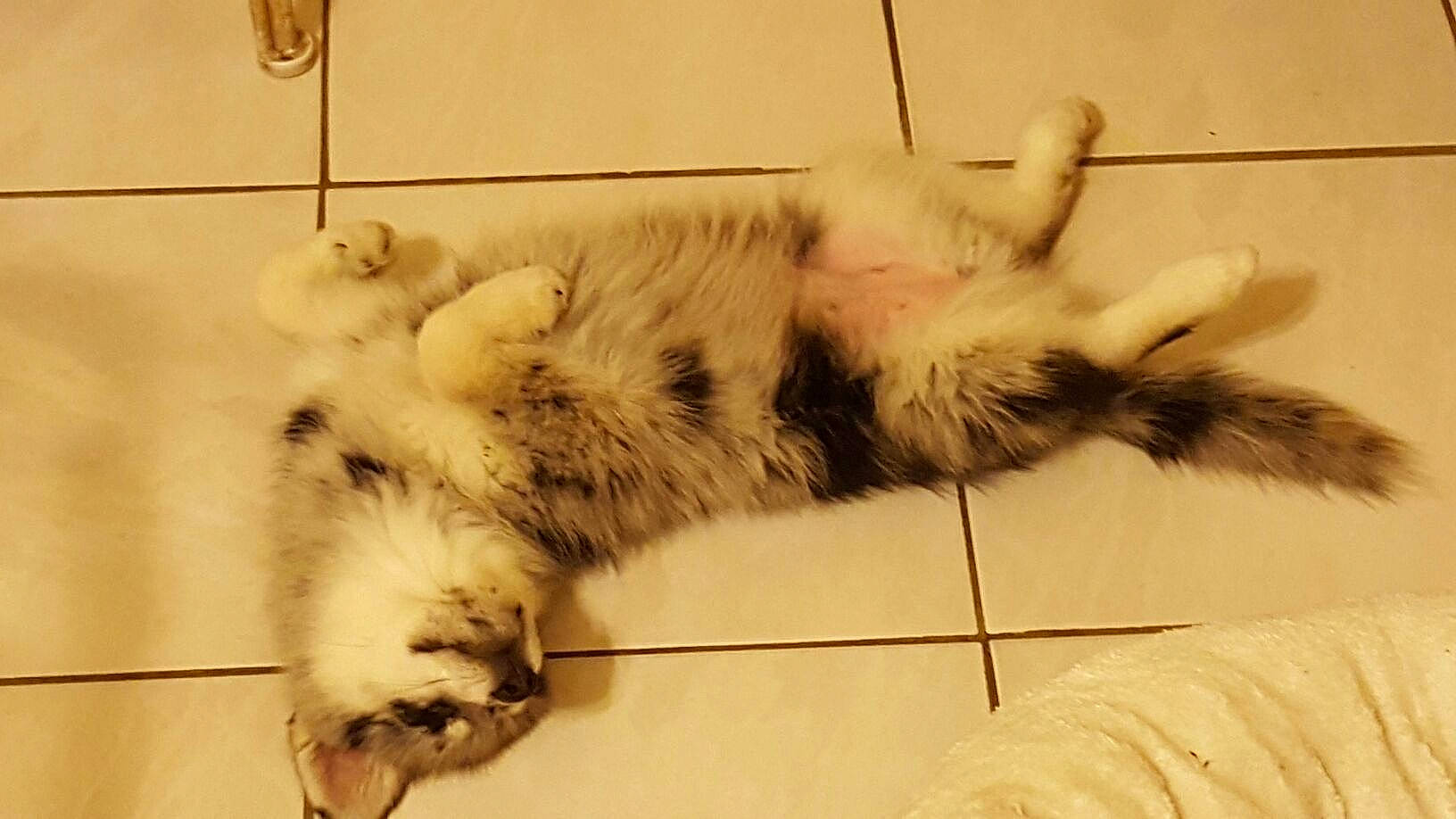 Ouna a rejoint le concours — aidez-le/la à gagner de superbes lots ! australian_shepherd, canidae, carnivore, cat, claw, felidae, fur, paw, small_to_medium_sized_cats, tail, whiskers