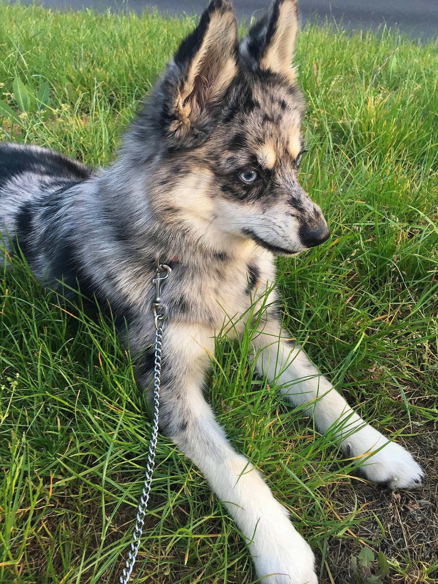 Ouna a rejoint le concours — aidez-le/la à gagner de superbes lots ! canidae, carnivore, dog, dog_breed, grass, herding_dog, koolie, mammal, native_american_indian_dog, norwegian_elkhound, plant, rare_breed_dog, seppala_siberian_sleddog, shiloh_shepherd_dog, siberian_husky, sporting_group, tamaskan_dog, vertebrate