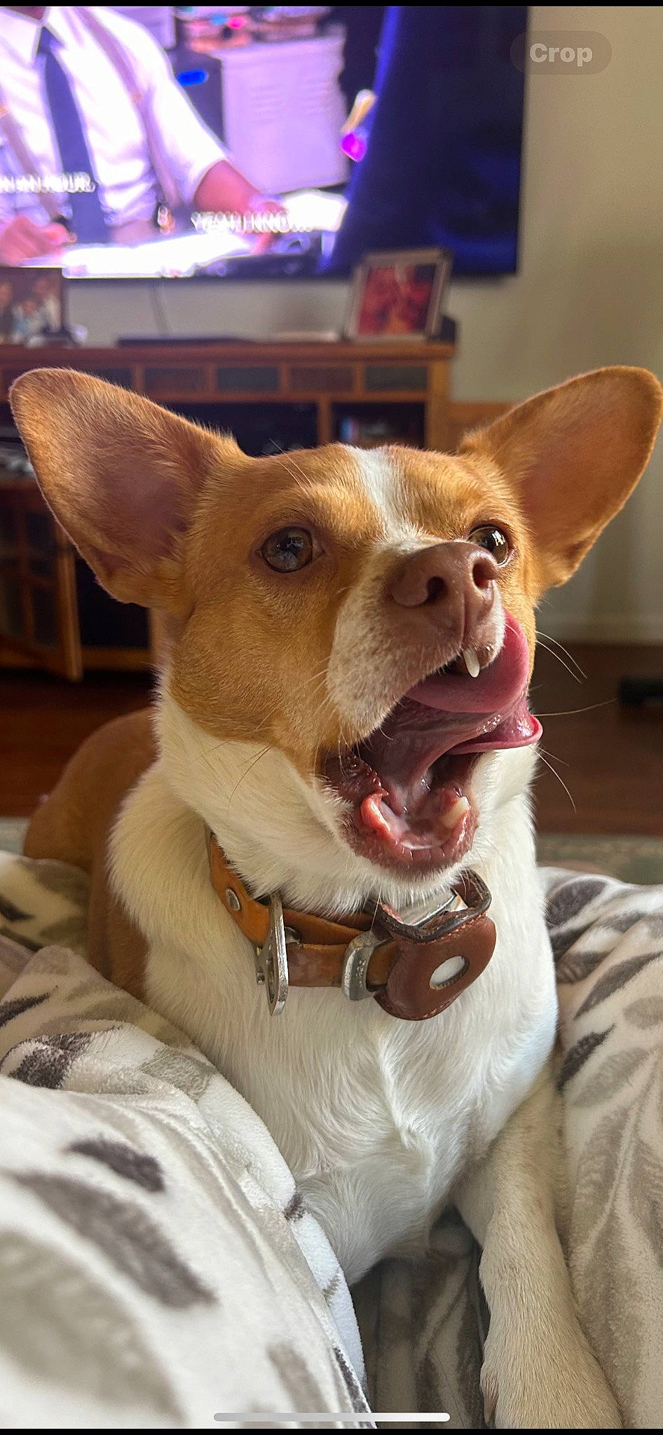 Finn is registered to the contest to win money with this photo: ancient_dog_breeds, canidae, carnivore, collar, companion_dog, dog, dog_breed, dog_collar, ear, fawn, fur, houseplant, non_sporting_group, snout, sporting_group, terrier, toy_dog, waste_container, whiskers, working_animal