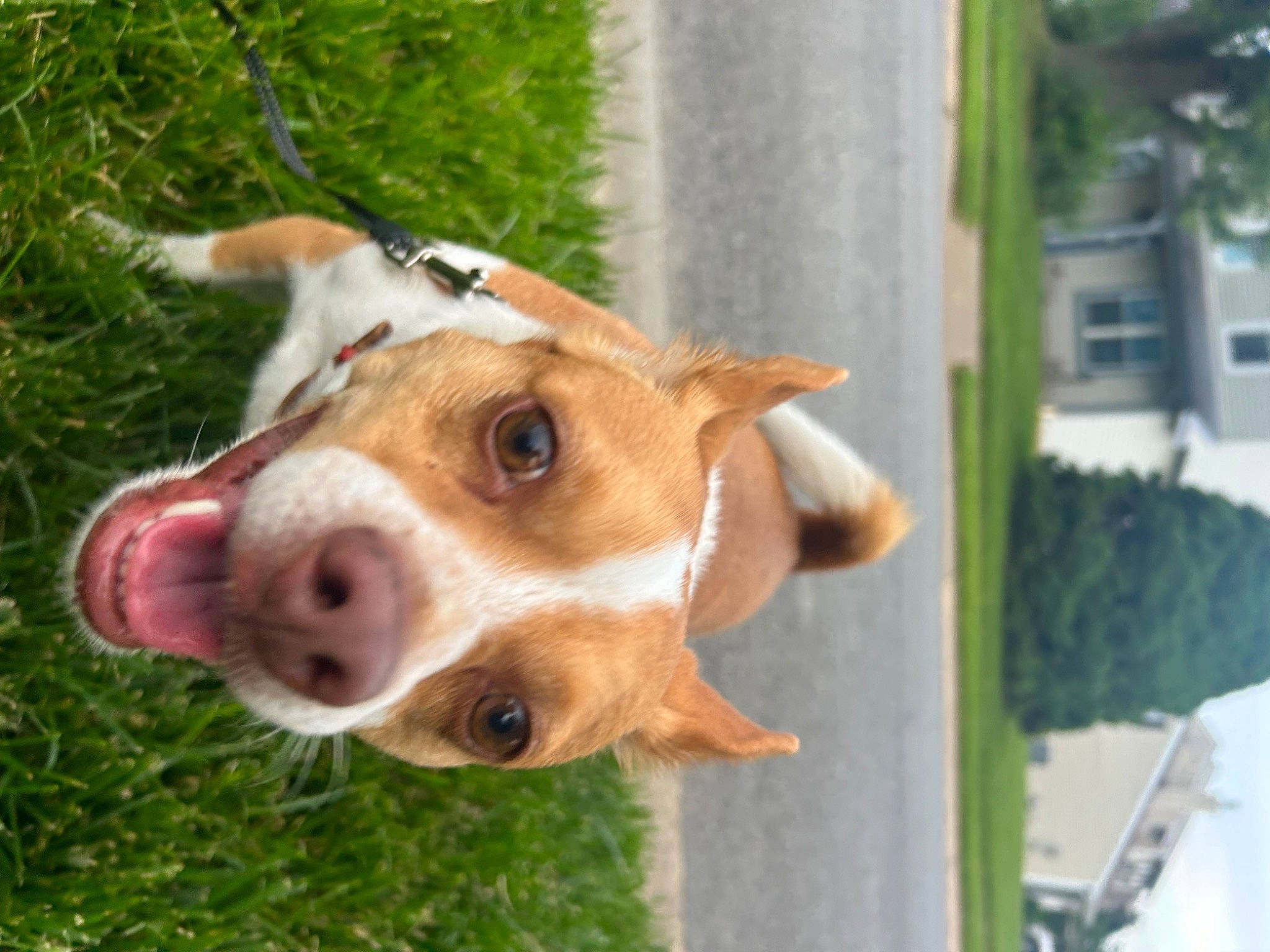 Finn is registered to the contest to win money with this photo: canidae, carnivore, collar, companion_dog, dog, dog_breed, dog_collar, fawn, fur, grass, hunting_dog, non_sporting_group, plant, puppy, snout, sporting_group, terrestrial_animal, whiskers, window, working_animal