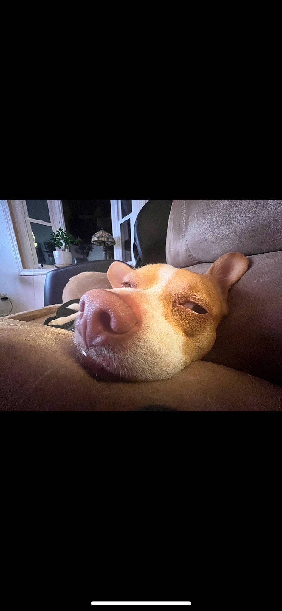 Finn joined the competition — help win amazing prizes! canidae, carnivore, comfort, companion_dog, dog, dog_breed, ear, fur, jaw, paw, selfie, snout, sporting_group, tail, terrestrial_animal, toy_dog, welsh_corgi, whiskers, wood, working_animal