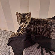Willow participe au concours pour gagner de l'argent avec cette photo : abyssinian, animal, architecture, armchair, blanket, building, cat, chair, couch, cushion, egyptiancat, furniture, homedecor, indoors, kitten, livingroom, manx, pet, room