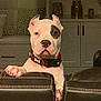 Petey is registered to the contest to win money with this photo: animal, black_patch, canine, collar, curious, decor, dog, domestic, ears, face, furniture, home, indoor, leather_couch, paw, pet, portrait, red_collar, sitting, white_dog