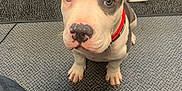 Petey joined the competition — help win amazing prizes! animal, attention, black_patch, canine, carpet, collar, companion, cute, dog, domestic_animal, ears, floor, indoor, looking_up, nose, pet, puppy, sitting, white, young_dog