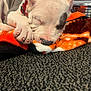 Petey is registered to the contest to win money with this photo: animal, black_patch, blanket, carpet, closeup, collar, cozy, cute, dog, fur, indoor, nap, orange, paw, pet, puppy, relaxed, resting, sleeping, young_dog