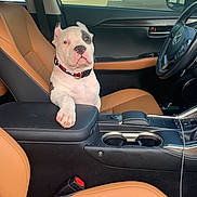 Petey joined the competition — help win amazing prizes! armrest, black_and_white, car_interior, center_console, collar, cup_holder, dog, door_handle, garage, indoor, leather_seat, paw, pet, puppy, resting, seatbelt, steering_wheel, tan_leather, vehicle, window