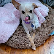 Maggie joined the competition — help win amazing prizes! animal, blanket, cozy, cute, dog, dog_bed, ears, floor, fluffy_bed, fur, home, indoor, licking_nose, pet, pink_blanket, purple_collar, resting, small_dog, tongue_out, wooden_floor