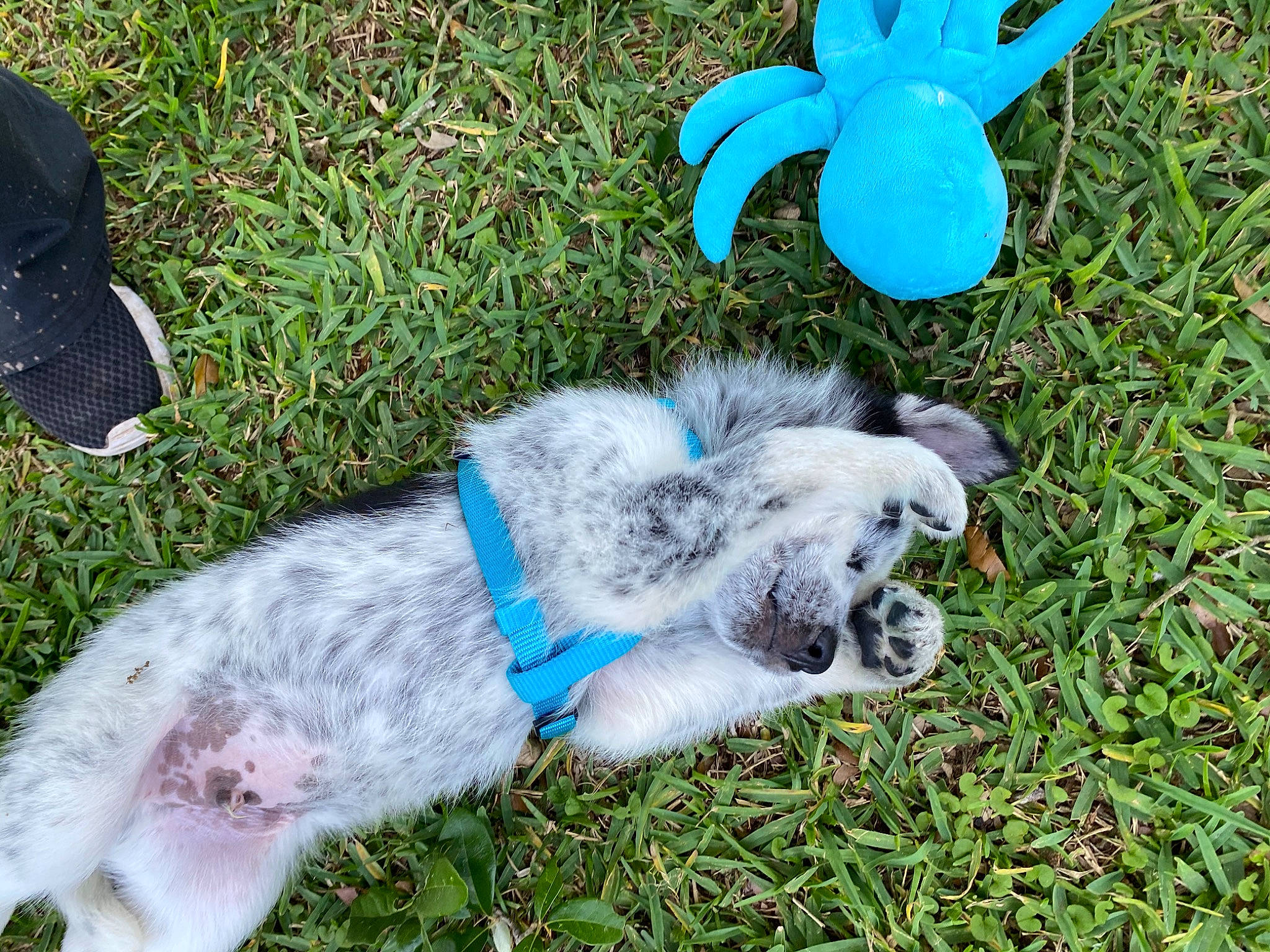 Charming joined the competition — help win amazing prizes! australian_shepherd, canidae, carnivore, dog, dog_breed, domestic_rabbit, ear, hare, miniature_australian_shepherd, puppy, rabbit, rabbits_and_hares, tail