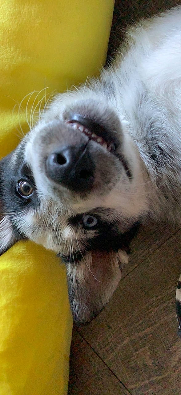 Charming is registered to the contest to win money with this photo: canidae, carnivore, close_up, dog_breed, mammal, nose, snout, vertebrate, whiskers, wildlife