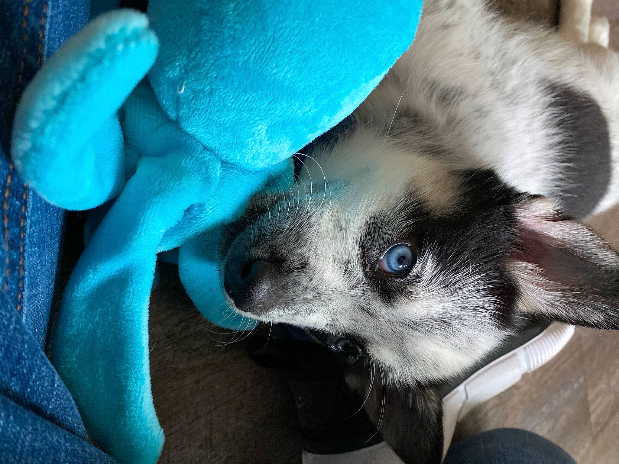 Charming joined the competition — help win amazing prizes! boston_terrier, canidae, carnivore, companion_dog, dog, dog_breed, ear, fawn, non_sporting_group, nose, puppy, snout, sporting_group, whiskers