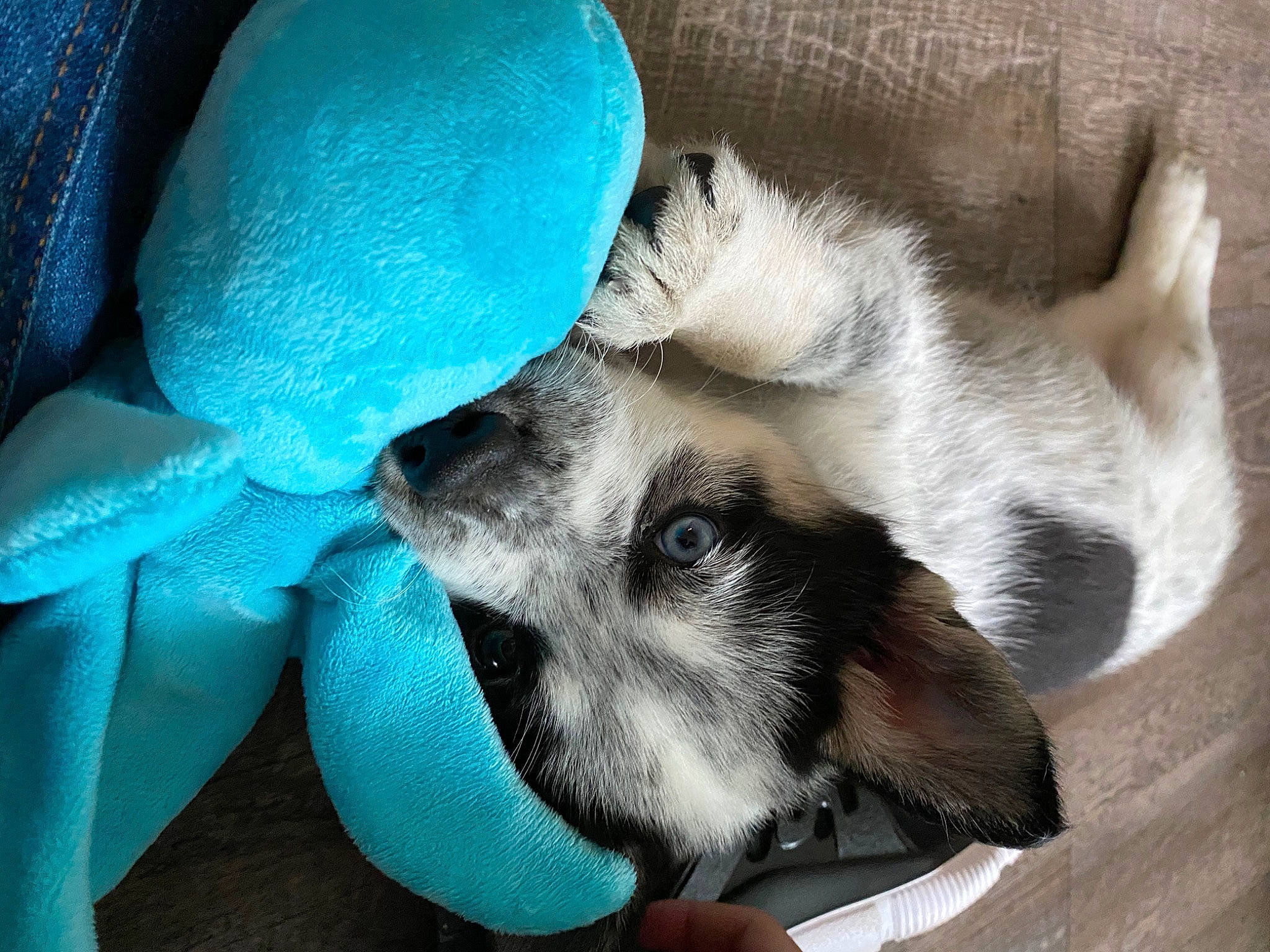 Charming joined the competition — help win amazing prizes! canidae, carnivore, dog, dog_breed, fawn, miniature_schnauzer, puppy, schnauzer, snout