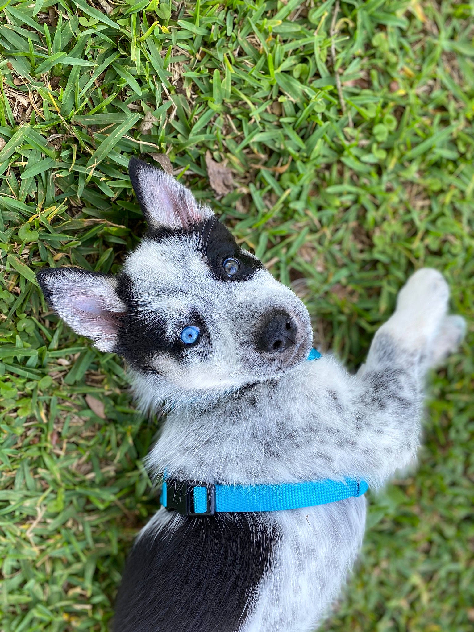 Charming is registered to the contest to win money with this photo: australian_stumpy_tail_cattle_dog, canidae, carnivore, dog, dog_breed, mammal, rare_breed_dog, snout, texas_heeler, vertebrate