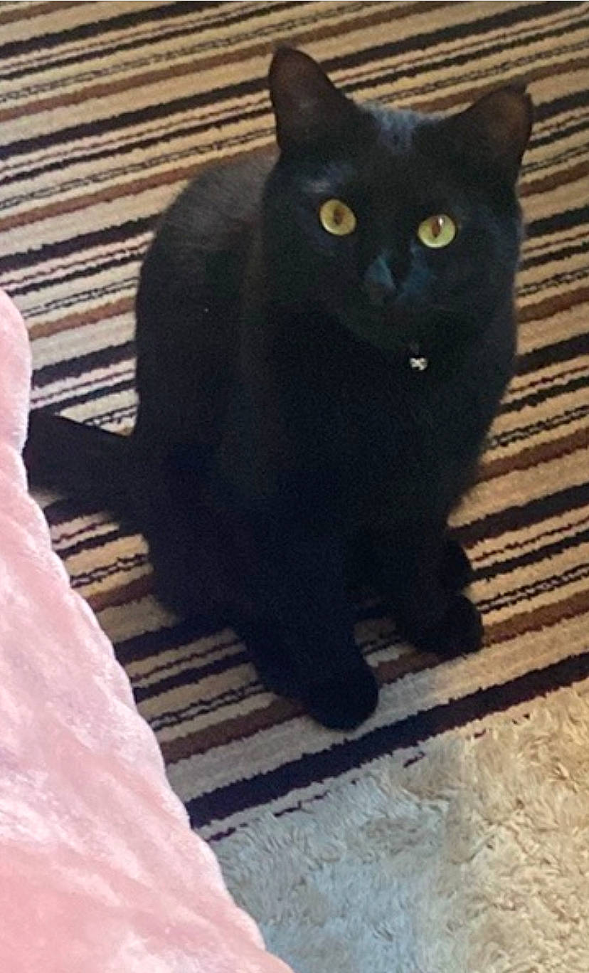 Midnight joined the competition — help win amazing prizes! abyssinian, animal, blackcat, cat, egyptiancat, manx, person, pet