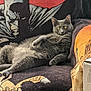 cat, gray_cat, lounging, couch, blanket, batman, poster, comic_art, yellow_eyes, pet, indoor, relaxed, upholstery, armrest, fabric, closeup, portrait, living_room, furniture, cozy