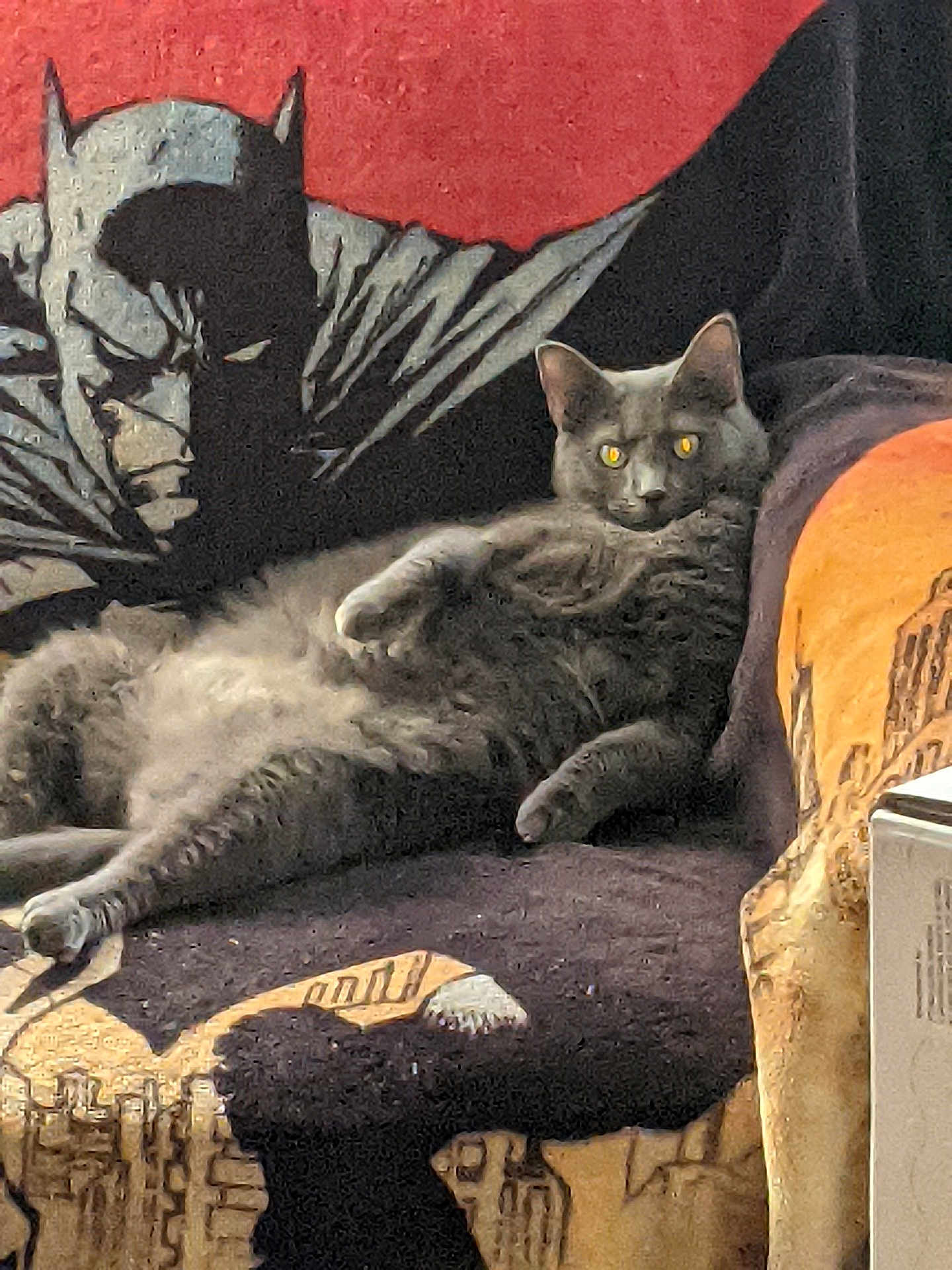 Cesara joined the competition — help win amazing prizes! cat, gray_cat, lounging, couch, blanket, batman, poster, comic_art, yellow_eyes, pet, indoor, relaxed, upholstery, armrest, fabric, closeup, portrait, living_room, furniture, cozy