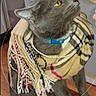 Cesara is registered to the contest to win money with this photo: affection, cat, close_up, collar, cozy, curious, domestic, fringe, furniture, grey_cat, hardwood_floor, human_partial, indoor, kiss, pet, plaid, portrait, scarf, whiskers, yellow_eyes