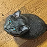 blue_eyes, cat, cute, domestic, ears, eyes, feline, fur, gray_cat, hardwood_floor, home, indoor, loaf, pet, portrait, sitting, tail, top_down, whiskers, wood_floor
