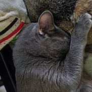 Cesara joined the competition — help win amazing prizes! cat, gray_cat, sleeping, nap, fur, paw, ear, domestic_cat, closeup, pet, cozy, curled, indoor, blanket, resting, soft, companion, portrait, texture, relaxing