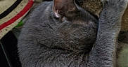 Cesara joined the competition — help win amazing prizes! blanket, cat, closeup, companion, cozy, curled, domestic_cat, ear, fur, gray_cat, indoor, nap, paw, pet, portrait, relaxing, resting, sleeping, soft, texture