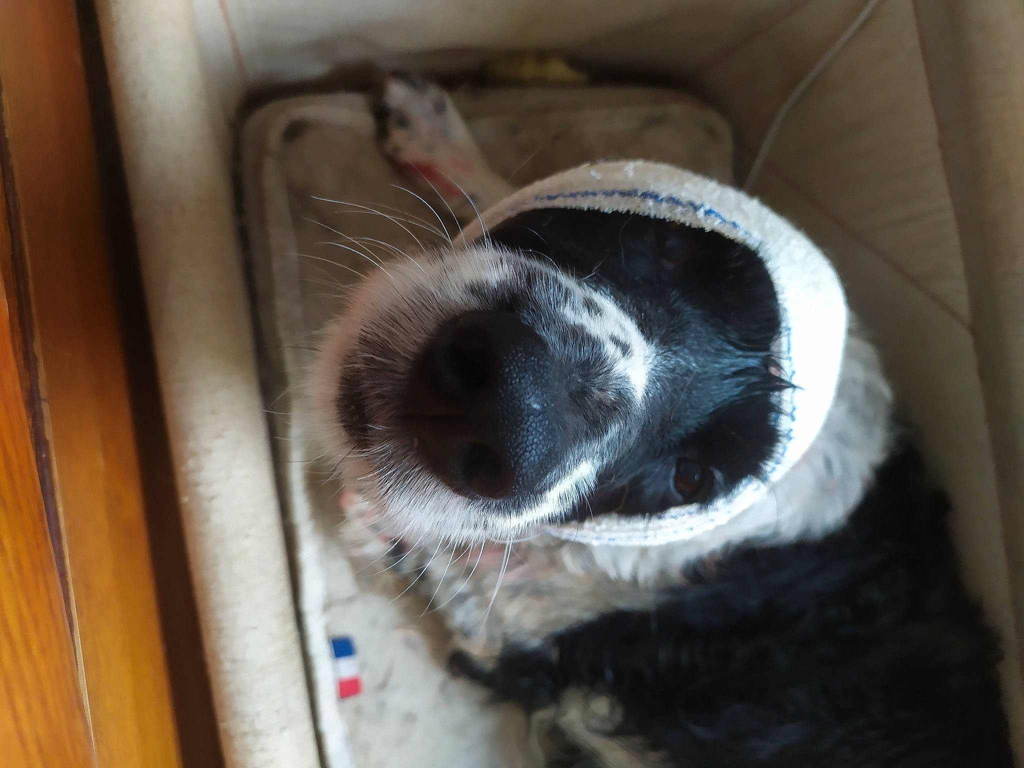 Patapouf a rejoint le concours — aidez-le/la à gagner de superbes lots ! canidae, carnivore, companion_dog, dog, dog_breed, dog_supply, foot, fur, non_sporting_group, paw, pet_supply, snout, sporting_group, tail, terrestrial_animal, whiskers, wood, working_animal