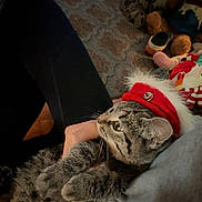 Whiskers is registered to the contest to win money with this photo: cat, tabby_cat, pet, hat, festive, red_hat, jingle_bell, lap, person, hand, fur, whiskers, indoor, carpet, plush_toys, cozy, relaxed, closeup, cute, animal