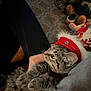 cat, tabby_cat, pet, hat, festive, red_hat, jingle_bell, lap, person, hand, fur, whiskers, indoor, carpet, plush_toys, cozy, relaxed, closeup, cute, animal