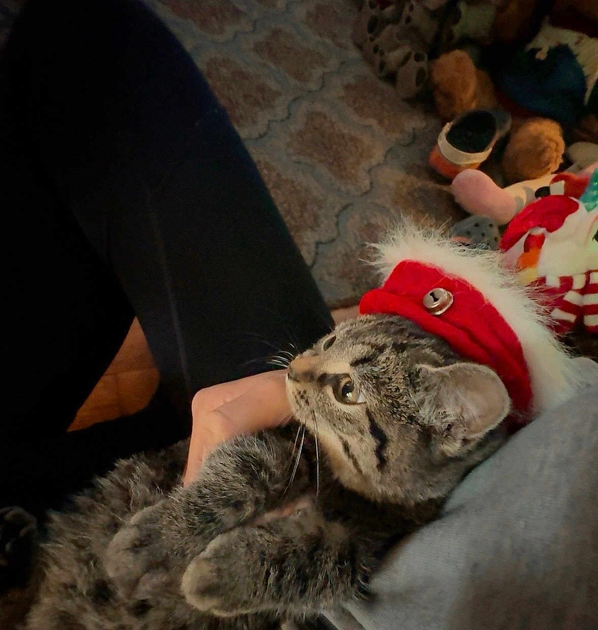 Whiskers is registered to the contest to win money with this photo: cat, tabby_cat, pet, hat, festive, red_hat, jingle_bell, lap, person, hand, fur, whiskers, indoor, carpet, plush_toys, cozy, relaxed, closeup, cute, animal
