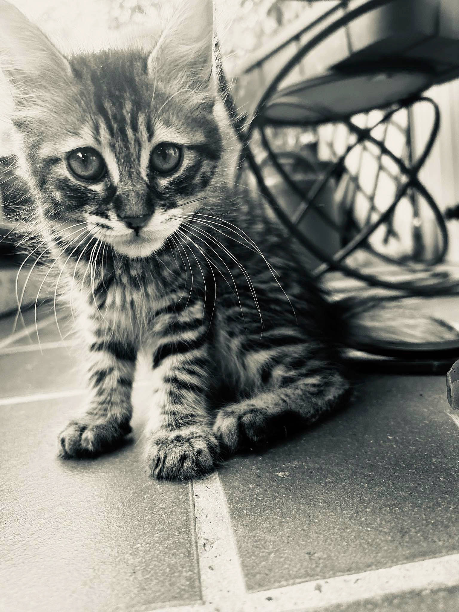 Socks participe au concours pour gagner de l'argent avec cette photo : black_and_white, carnivore, cat, domestic_short_haired_cat, felidae, flooring, foot, fur, grey, monochrome, monochrome_photography, paw, road_surface, sitting, small_to_medium_sized_cats, snout, style, tail, terrestrial_animal, whiskers