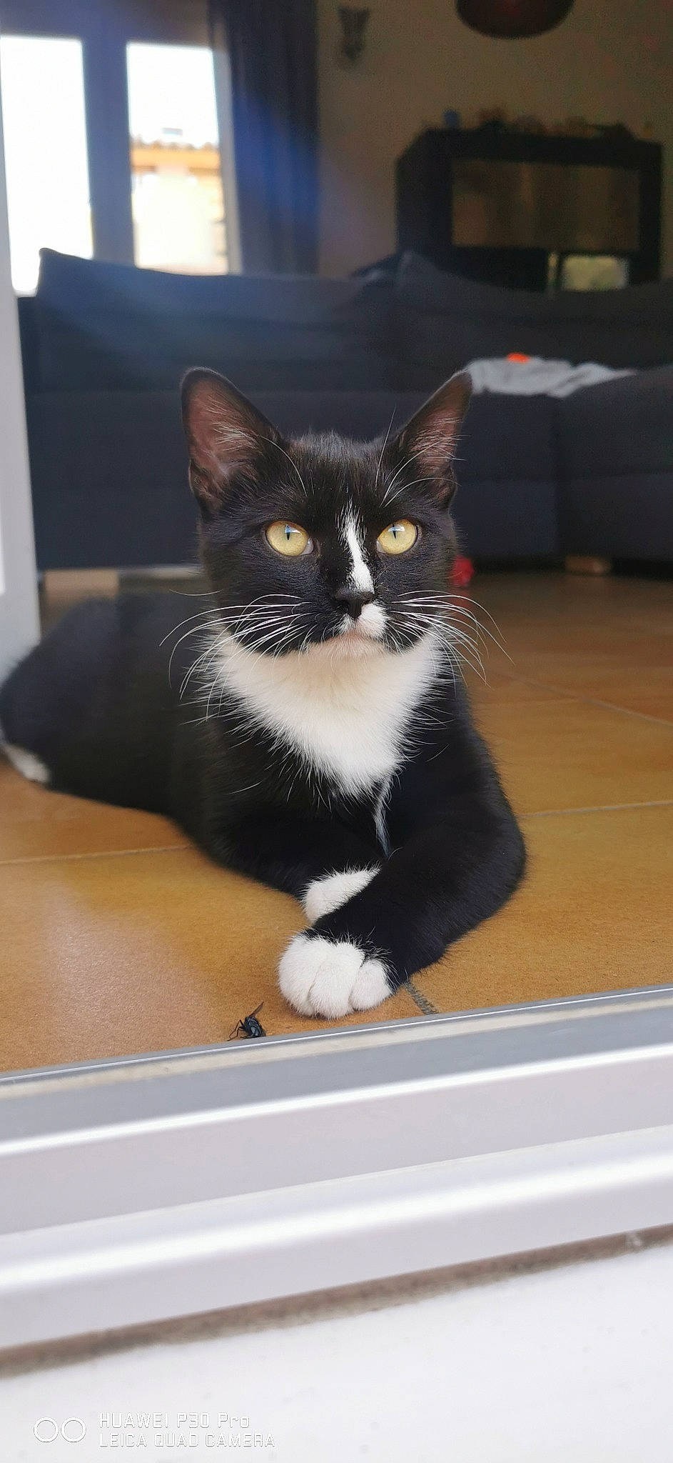 Havana a rejoint le concours — aidez-le/la à gagner de superbes lots ! box, cardboard, carnivore, cat, comfort, domestic_short_haired_cat, eye, felidae, flooring, fur, grey, hardwood, sitting, small_to_medium_sized_cats, snout, table, tail, whiskers, window, wood