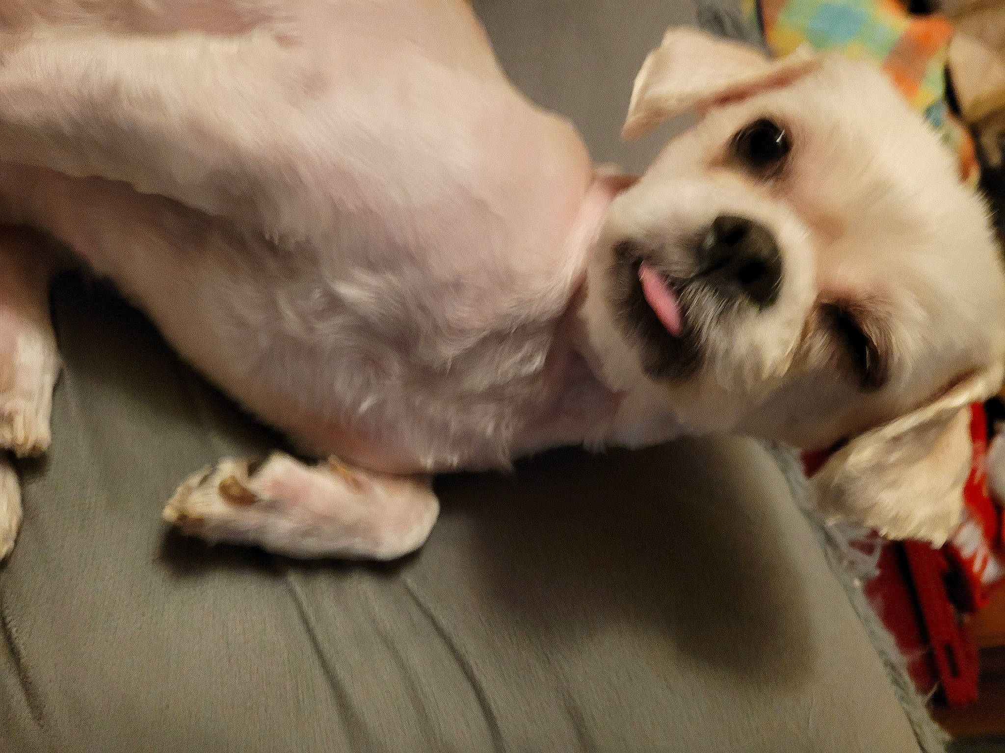 Bailey is registered to the contest to win money with this photo: canidae, carnivore, companion_dog, dog, dog_breed, fawn, felidae, fur, paw, pomeranian, retriever, small_to_medium_sized_cats, snout, spitz, sporting_group, street_dog, terrier, toy_dog, volpino_italiano, whiskers