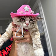 Margaux joined the competition — help win amazing prizes! cat, pink_cowboy_hat, hand, person, indoor, fur, pet, animal, white_fur, grey_stripes, pink_nose, whiskers, jewelry, ring, shirt, black_shirt, red_text, window, wall, holding