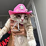 cat, pink_cowboy_hat, hand, person, indoor, fur, pet, animal, white_fur, grey_stripes, pink_nose, whiskers, jewelry, ring, shirt, black_shirt, red_text, window, wall, holding