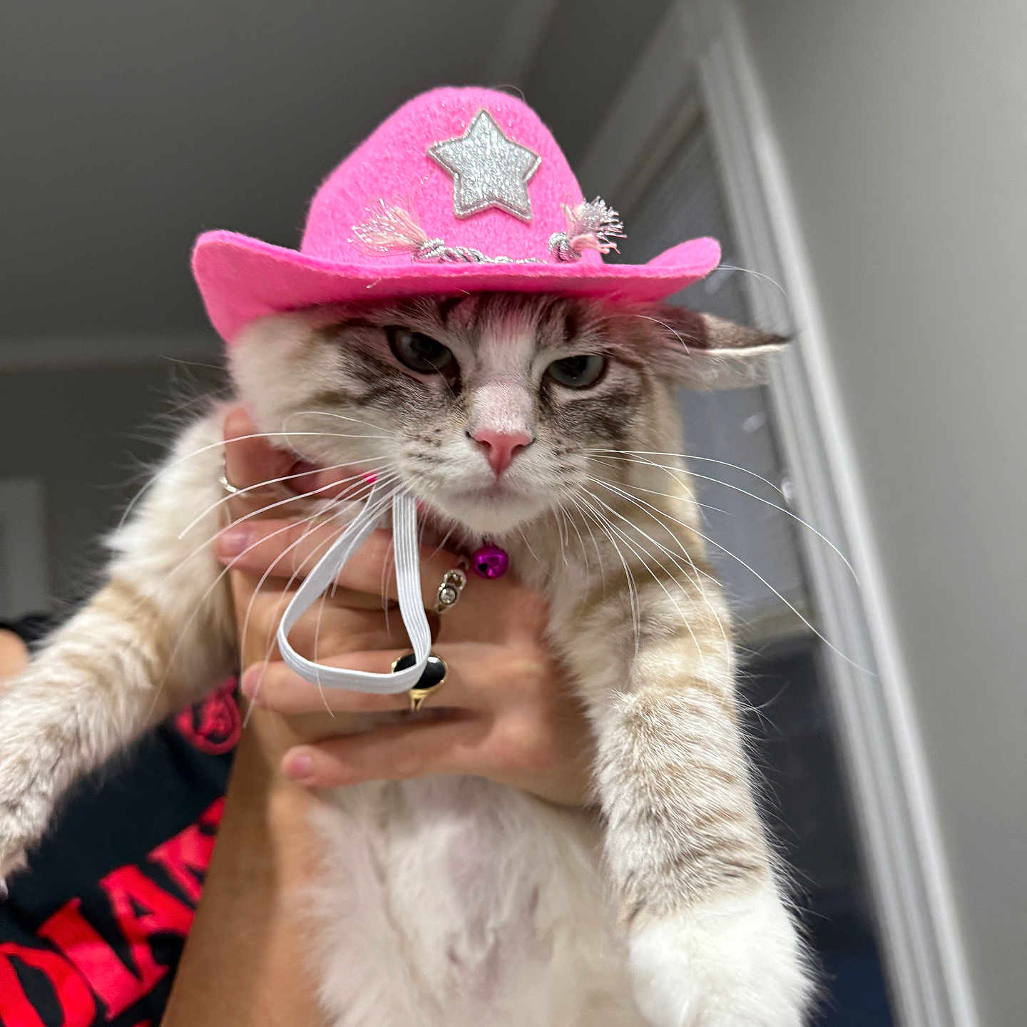 Margaux joined the competition — help win amazing prizes! cat, pink_cowboy_hat, hand, person, indoor, fur, pet, animal, white_fur, grey_stripes, pink_nose, whiskers, jewelry, ring, shirt, black_shirt, red_text, window, wall, holding