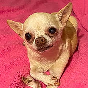 Pico joined the competition — help win amazing prizes! dog, chihuahua, pet, blanket, pink_blanket, small_dog, portrait, animal, paw, paws_crossed, ears, big_eyes, fur, indoor, cozy, cute, resting, muzzle, closeup, bed