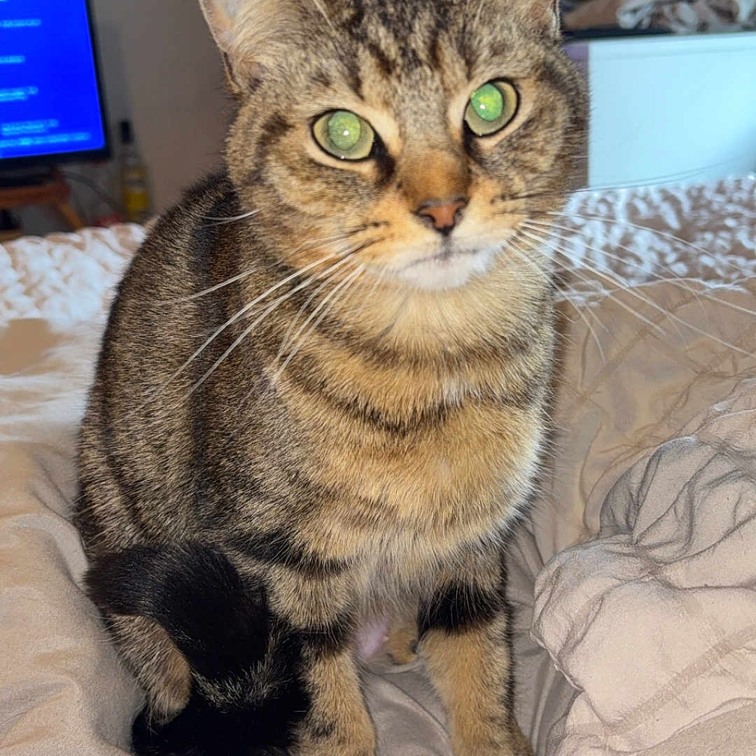 Missy a rejoint le concours — aidez-le/la à gagner de superbes lots ! animal, bed, blanket, cat, cozy, curious, cute, domestic, feline, fur, green_eyes, indoor, looking, mammal, pet, resting, soft, tabby, whiskers, young_cat