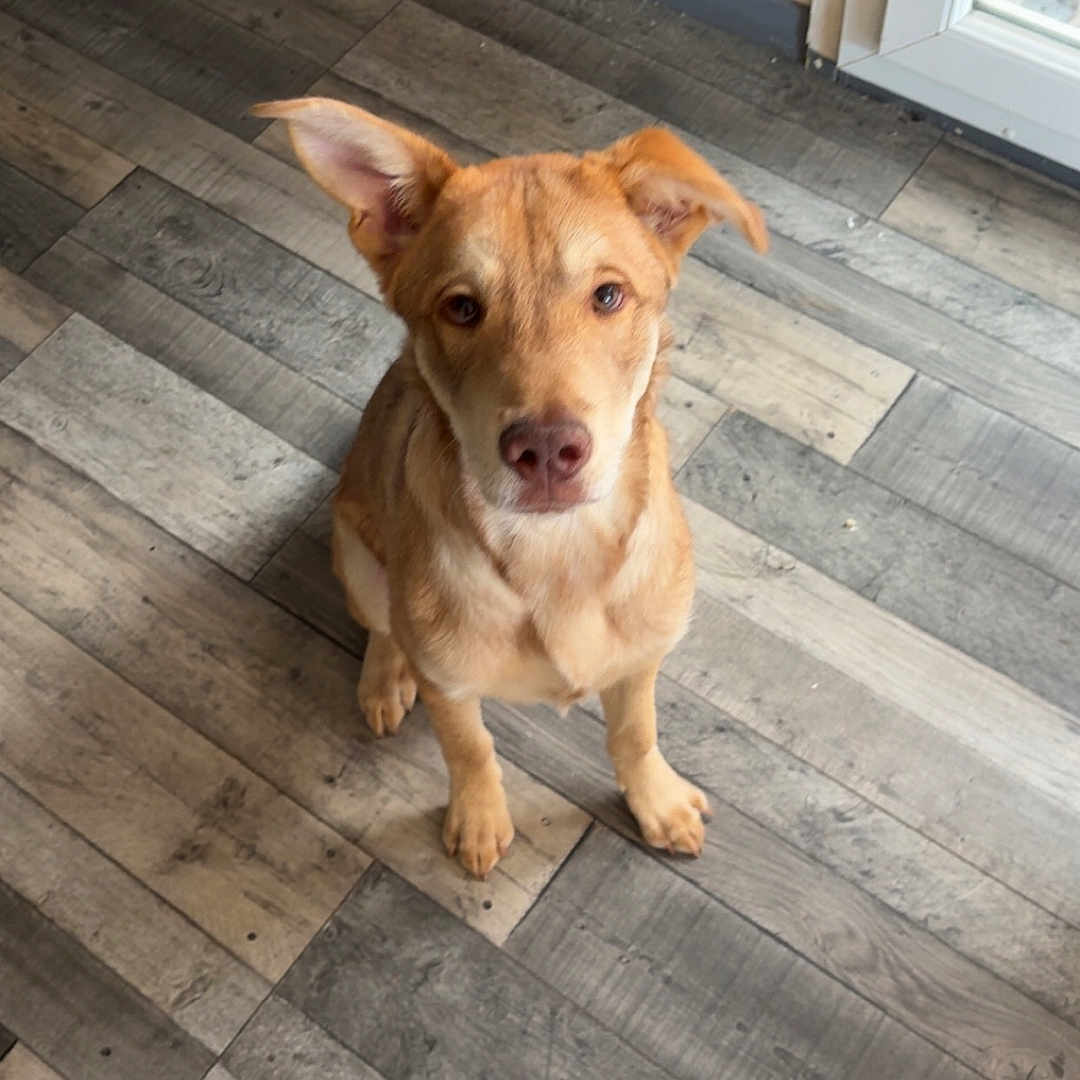 Balou participe au concours pour gagner de l'argent avec cette photo : animal, attentive, brown_dog, canine, companion, cute, dog, domestic, ears, floor, fur, home, house, indoor, looking_up, one_ear_up, pet, sitting, waiting, wooden_floor