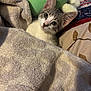 bed, blanket, cat, cozy, domestic, ears, eyes, fur, indoor, kitten, looking_up, pet, pillow, portrait, resting, snuggled, soft_texture, stuffed_toy, towel, whiskers