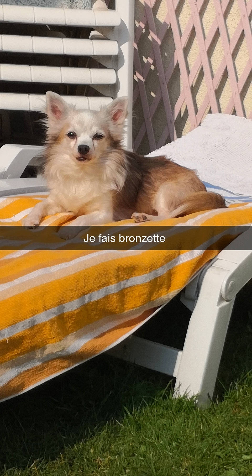Hasko a rejoint le concours — aidez-le/la à gagner de superbes lots ! canidae, carnivore, companion_dog, dog, dog_breed, fawn, furniture, german_spitz_mittel, mammal, pomeranian, puppy, spitz, toy_dog